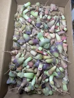 多肉植物　リトープス　新年セット　カラフル箱沢山　お得箱