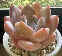 j*n様 No.a469新入荷　ピンクモンロー　エケベリア　多肉植物