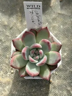 サボテン相談室　コロラータルーフ(ホワイトタイプ)札付きポットごとメルカリ便 2025年最新】コロラータルーフの人気アイテム - メルカリ