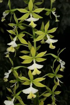 2025年最新】エピデンドラムの人気アイテム - メルカリ