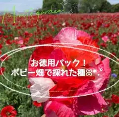 スナフキン様 リクエスト 3点 まとめ商品