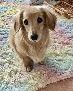 Item thumbnail for item ea917ba3-0c02-48fd-a307-1663f499c467