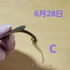 セントポーリア　C　葉挿し用葉っぱ２枚(内1枚根付)のサムネイル