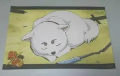銀魂 ブロマイド 定春 銀魂展 202504102226 - メルカリ