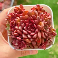 2026年最新】ピンクルルビーの人気アイテム - メルカリ