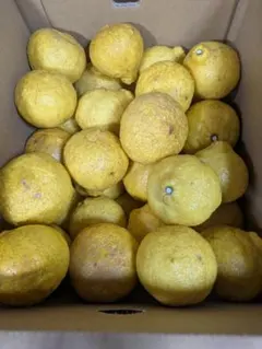 ハルハル様専用出品　はるか10kg