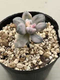 2025年最新】多肉植物錦の人気アイテム - メルカリ