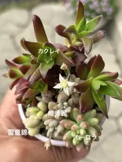 多肉植物 雷堂錦 カット苗 - メルカリ