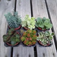 多肉植物 カット苗 セダム 6種類 寄せ植えセットのサムネイル