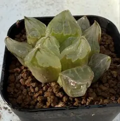 chibimaru❣次回発送は6月16日様 リクエスト 2点 まとめ商品