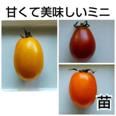 2026年最新】加藤農園さん苗の人気アイテム - メルカリ