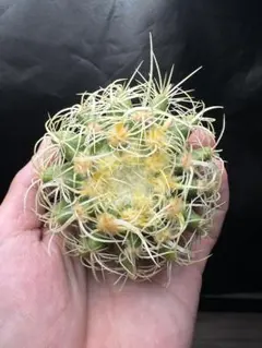 ユーフォルビア コンフルエンス ブレビラマ アトロビリディス 特大実生株 ダ*イ様 ユーフォルビア コンフルエンス ブレビラマ アトロビリディス