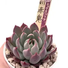 K*A様 【極上苗】ミックスベリア 赤鬼 多肉植物 おらいさん 自家繁殖苗