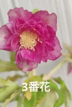 2026年最新】ソレイユ クリスマスローズの人気アイテム - メルカリ