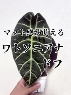 2026年最新】アロカシア ワトソニア ライトニングの人気アイテム