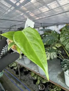 2025年最新】アンスリウム ベイチーの人気アイテム - メルカリ