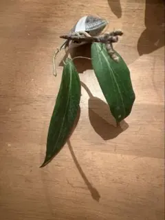 ベル様 リクエスト 3点 まとめ商品