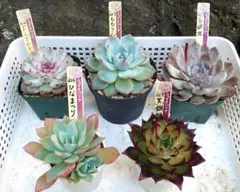 おらいさん苗12個セット ミックスベリア エケベリア 多肉植物 - メルカリ