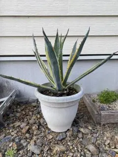 アメリカーナ外斑入り　大 地植えで育てたいアガべ アメリカーナの斑入り品種たち | 斑入り植物の