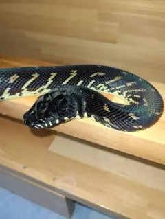 アオちゃん様 リクエスト 3点 まとめ商品