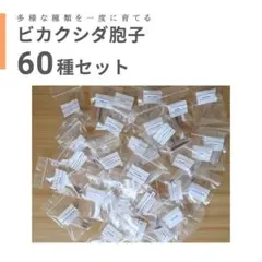 2026年最新】ビカクシダ 胞子 セットの人気アイテム - メルカリ