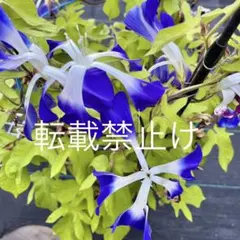 青石畳咲／変化朝顔の種５粒／あさがおのサムネイル