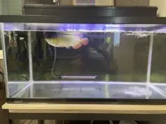 2025年最新】水槽 引き取りの人気アイテム - メルカリ