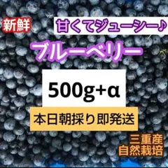 本日朝摘み即発送❗️ ブルーベリー 500g+α 三重産無農薬 ジューシー 特価のサムネイル