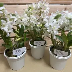 2026年最新】デンドロビュームの人気アイテム - メルカリ
