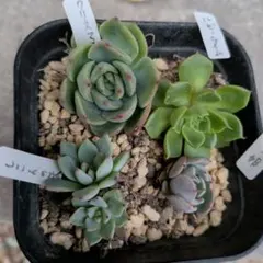 ミックスベリア 青札 おらいさん苗 カット苗セット 多肉植物 - メルカリ