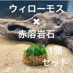 ADAウィローモス仕様溶岩石特大