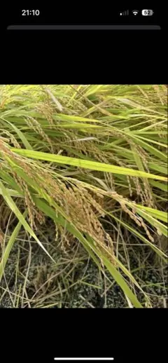 自然栽培 湧水で育てた手植え はせがけ天日干し 明治時代の幻のお米