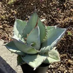 2025年最新】アガベ白氷の人気アイテム - メルカリ