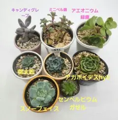 多肉植物 寄せ植え 8種セット エケベリア アエオニウム センペルビウム 抜き苗のサムネイル