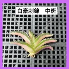 2026年最新】白豪刺の人気アイテム - メルカリ