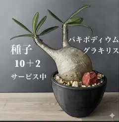 2026年最新】パキポディウムグラキリス 未発根の人気アイテム - メルカリ