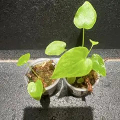 フィロデンドロン セローム 2個セット B