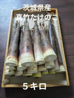 2026年最新】真竹 タケノコの人気アイテム - メルカリ