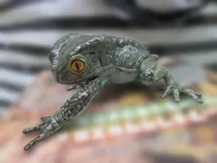 1/1　ソバージュネコメガエル　ナイトグリーン　蛙　カエル　frogのサムネイル