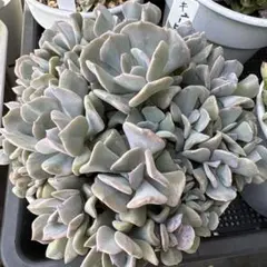 多肉植物 キュービックフロスト錦 抜き苗 - メルカリ