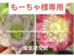 2026年最新】大木ナーセリーの人気アイテム - メルカリ