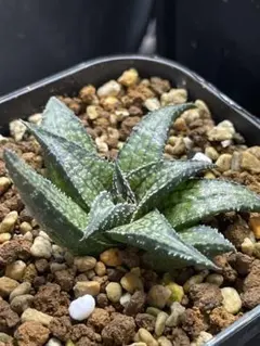 ハオルチア 闇の森 葉挿し 発根済み - メルカリ