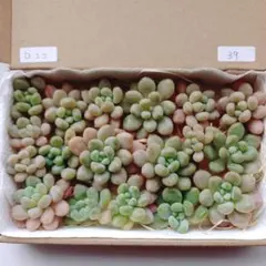 39.多肉植物　ロココ　カット苗　詰め合わせ