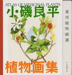 2025年最新】小磯良平 植物画の人気アイテム - メルカリ