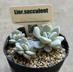 多肉植物　エケベリア　リエール苗　ウェルテル　3株のサムネイル