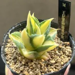 かかし様 リクエスト 2点 まとめ商品