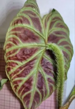 yohawing様 リクエスト 2点 まとめ商品