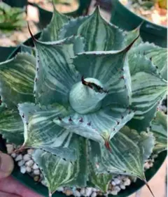 2026年最新】雷神 縞斑の人気アイテム - メルカリ