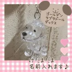 ゴールデン　ラブラドールレトリバー　ミニチュアダックスフンド　けだまだま