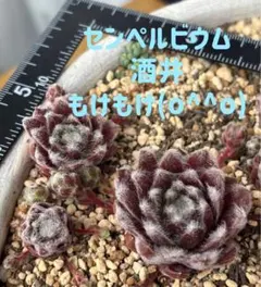 センペルビウム　酒井　ワイン色　もけもけ可愛いです♡♡のサムネイル